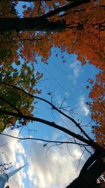 Low angle view of trees against sky