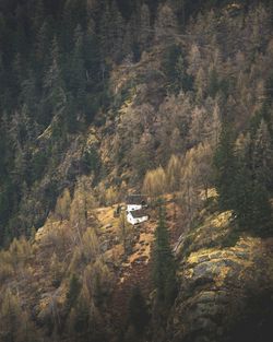 High angle view of trees in forest