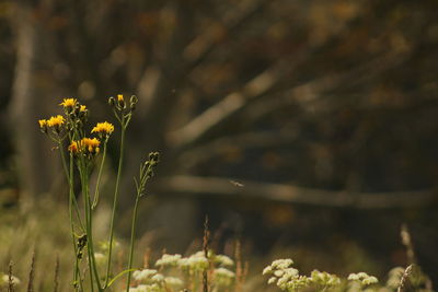 Close-up of yellow flower on field