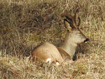 Deer on field