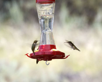 Close-up of red bird flying against blurred background