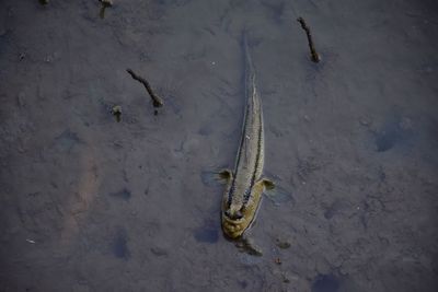 High angle view of dead fish in lake