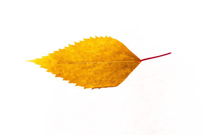 Close-up of yellow maple leaf on white background