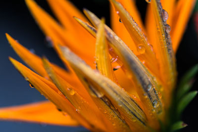 Close-up of orange day lily blooming outdoors