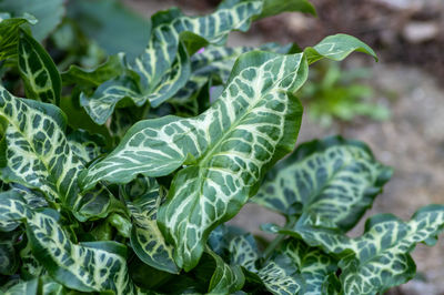 Close-up of fresh green leaves