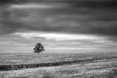 Tree on field against sky