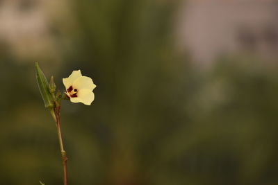 Close-up of white flower on plant