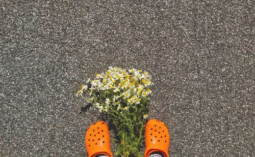 Low section of person standing on yellow flower