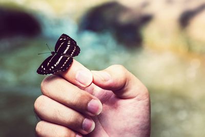 Close-up of butterfly on hand