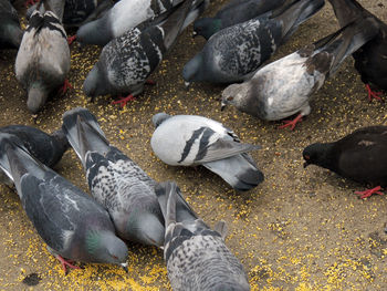 High angle view of birds in park