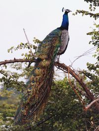 Low angle view of bird perching on tree against sky