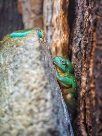 Close-up of lizard on leaf