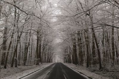 Road amidst bare trees