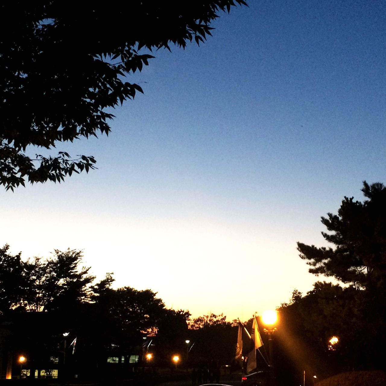 tree, sky, clear sky, no people, low angle view, silhouette, outdoors, sunset, nature, beauty in nature, day