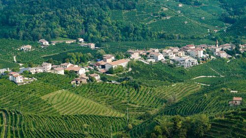 High angle view of trees and houses in field