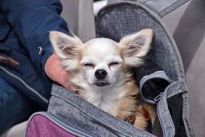 Cute chihuahua dog traveling in the bag