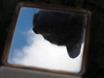 Close-up of cat looking through window