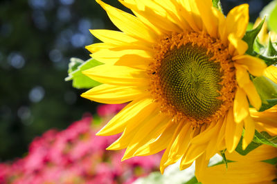 Close-up of yellow flowering plant