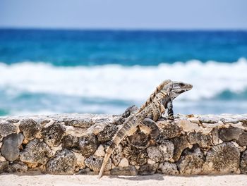 Close-up of lizard on rock at shore against sky