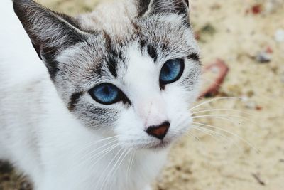 Close-up portrait of cat