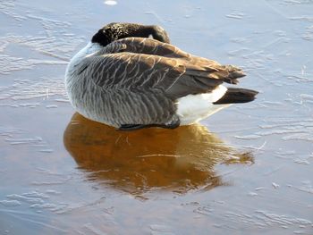 High angle view of duck swimming in lake