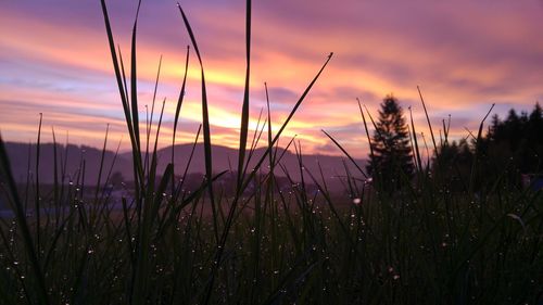 Plants growing on field at sunset