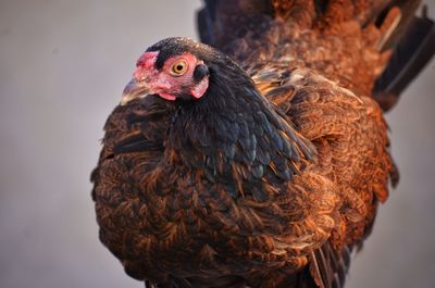 Close-up of a hen