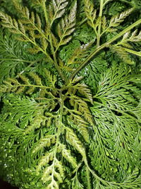 Full frame shot of fresh green plant