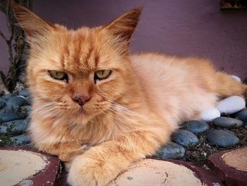 Close-up portrait of brown cat relaxing on footpath