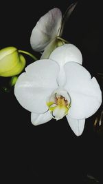 Close-up of white flowers