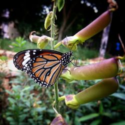 Close-up of butterfly perching on plant