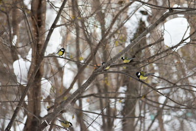 Bird perching on bare tree during winter