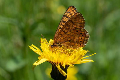 The marsh fritillary, euphydryas aurinia on the flowers on the grassland