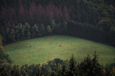 Scenic view of forest