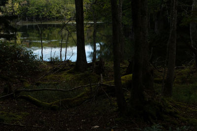Scenic view of forest