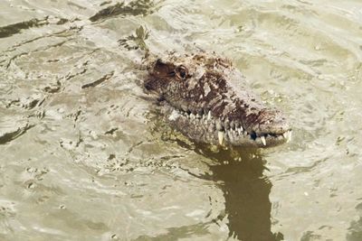 High angle view of turtle in water