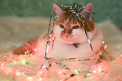 Close-up of cat with illuminated christmas lights at home
