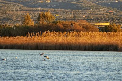 View of birds in lake