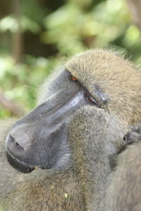 Close-up of a monkey