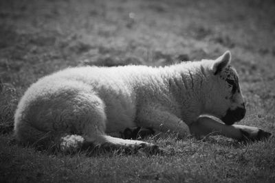 View of a cat resting on field