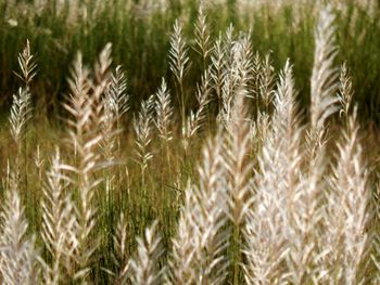 Close-up of wheat field