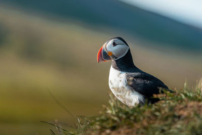 Close-up of bird