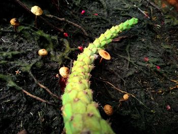 Close-up of lizard on field