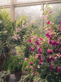 Flowers blooming in greenhouse