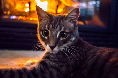 Close-up portrait of cat