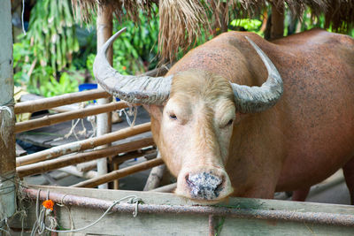 The albino water buffalo is chewing green grass in the farm, close up on face