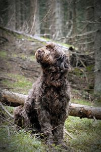 Dog sitting in a field