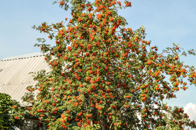 Low angle view of flowering tree against sky