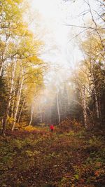 Person standing by trees in forest during autumn