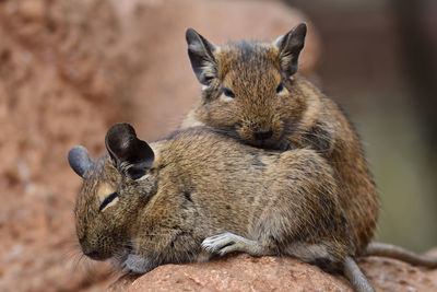 Close-up of two common degus cuddling 
